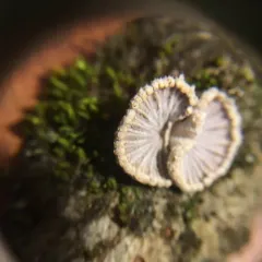 splitgill mushroom thumbnail 1