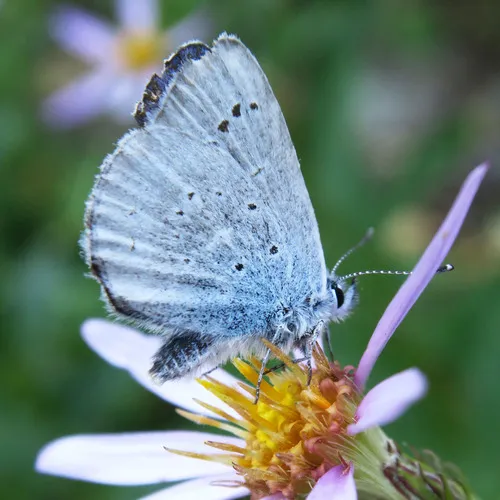 Anna's Blue