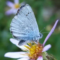Anna's Blue thumbnail 1