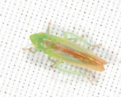 Neocoelidia tuberculata thumbnail 2