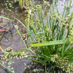 Brown Flatsedge thumbnail 3