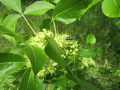 Odontomyia profuscata thumbnail 4