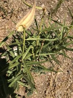 Antelopehorn Milkweed thumbnail 2