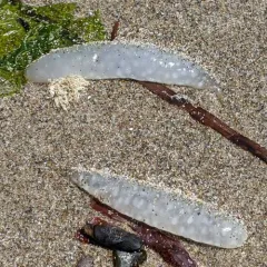 Opalescent Inshore Squid thumbnail 3