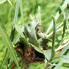 Willow Rosette Gall Midge thumbnail 4