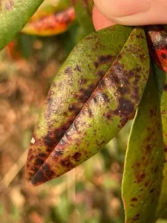 Pseudocercospora nandinae thumbnail 1