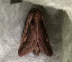 Pickerelweed Borer Moth thumbnail 1