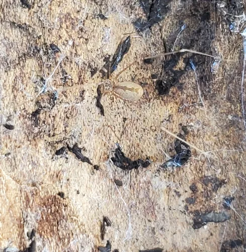 Pholcus crypticolens