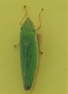 Draeculacephala paludosa thumbnail 1