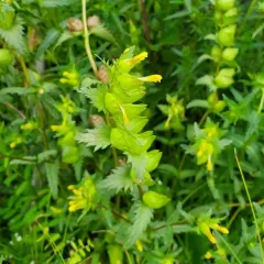 Little Yellow Rattle thumbnail 3