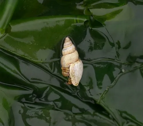 Curtitoma violacea