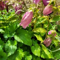 Spotted bellflower thumbnail 3
