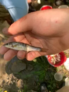 Largescale Stoneroller thumbnail 2
