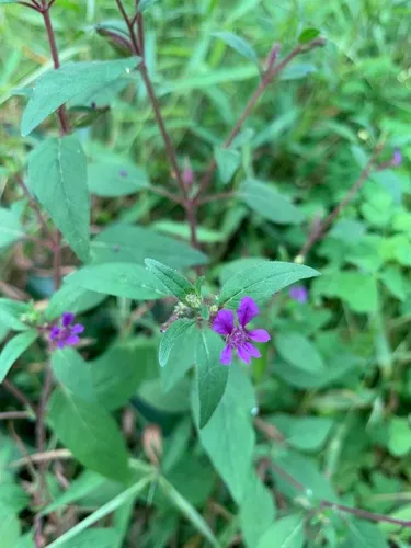 blue waxweed