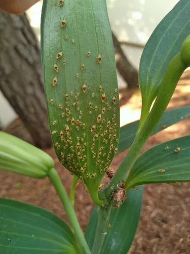 Purple-spotted Lily Aphid