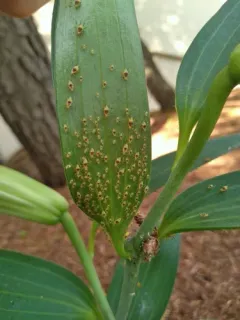 Purple-spotted Lily Aphid thumbnail 1