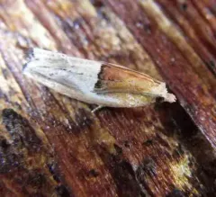 Epinotia johnsonana thumbnail 3