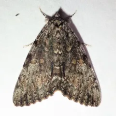 Oldwife Underwing thumbnail 2