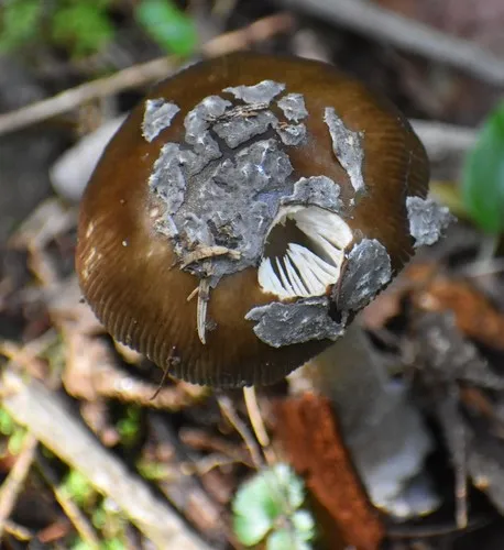 Piebald Ringless Amanita