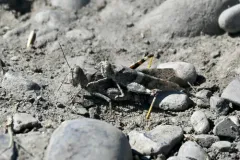 Alkali Grasshopper thumbnail 2