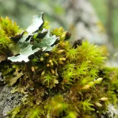 Lewinskya elegans thumbnail 2
