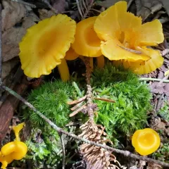 shining waxcap thumbnail 2