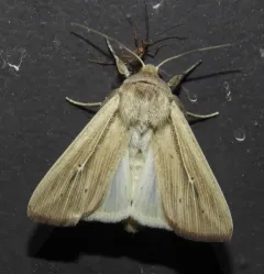 Phragmites Wainscot thumbnail 2