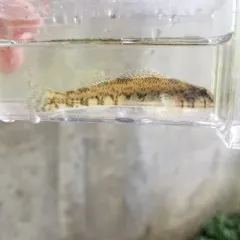 Greenside Darter thumbnail 4