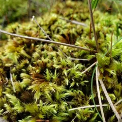 ribbed bog moss thumbnail 4