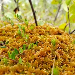 Brown Peatmoss thumbnail 1