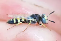 White-haired Beewolf thumbnail 1