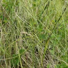 woolly-fruited sedge thumbnail 2