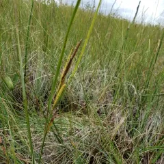 water sedge thumbnail 2