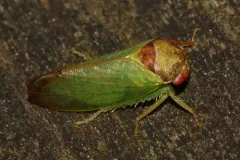 oak leafhopper thumbnail 3