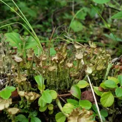 Smooth Horn Lichen thumbnail 4