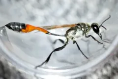 Ammophila harti thumbnail 1
