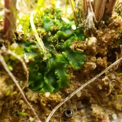 greasewort thumbnail 4