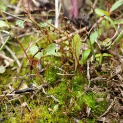 Golden Thread-moss thumbnail 3