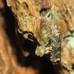Thaumatographa youngiella thumbnail 2