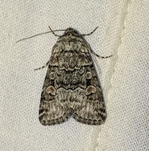 Sympistis dunbari