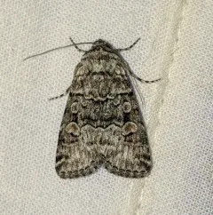 Sympistis dunbari thumbnail 1