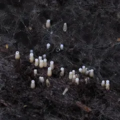 white tubelet thumbnail 3