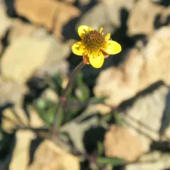 Arctic buttercup thumbnail 1