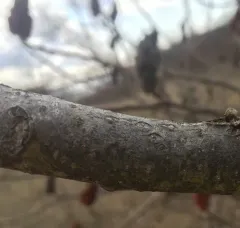 Sumac Needles thumbnail 2