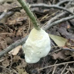 enveloping crust thumbnail 2