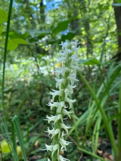 Marsh Ladies' Tresses thumbnail 4