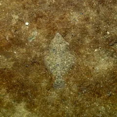 Winter Flounder thumbnail 2