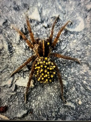 Georgia Wolf Spider