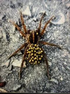 Georgia Wolf Spider thumbnail 1