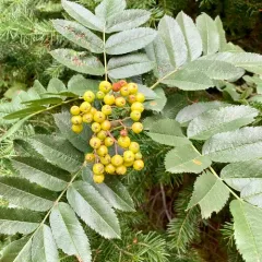 Greene's mountain ash thumbnail 2